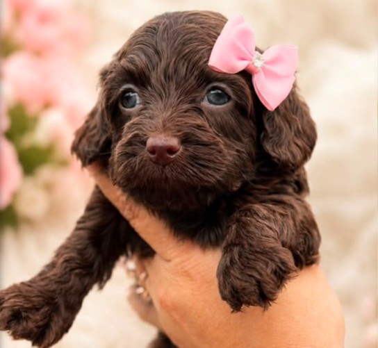 Goldendoodle