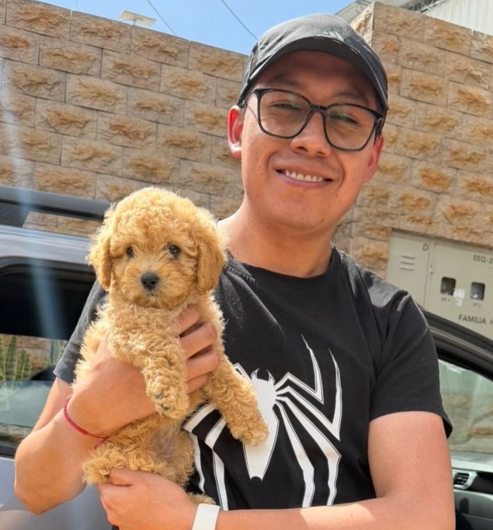 Goldendoodle