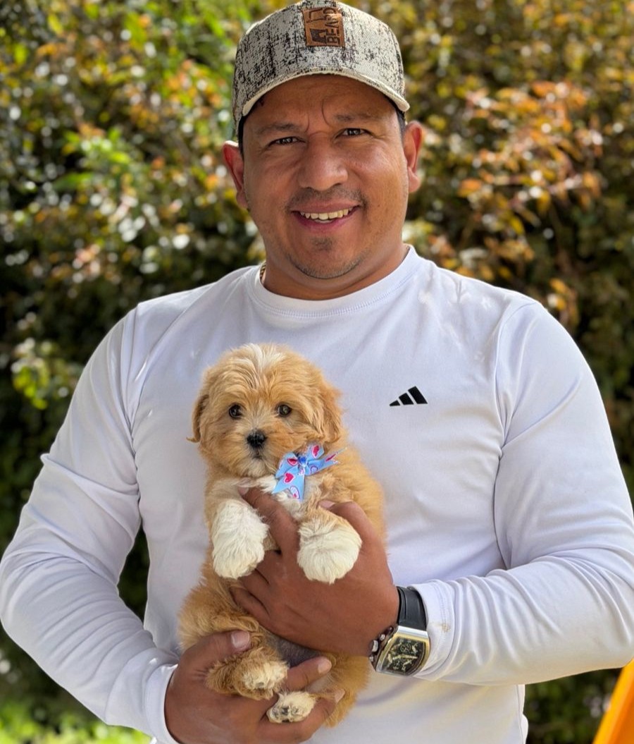Goldendoodle
