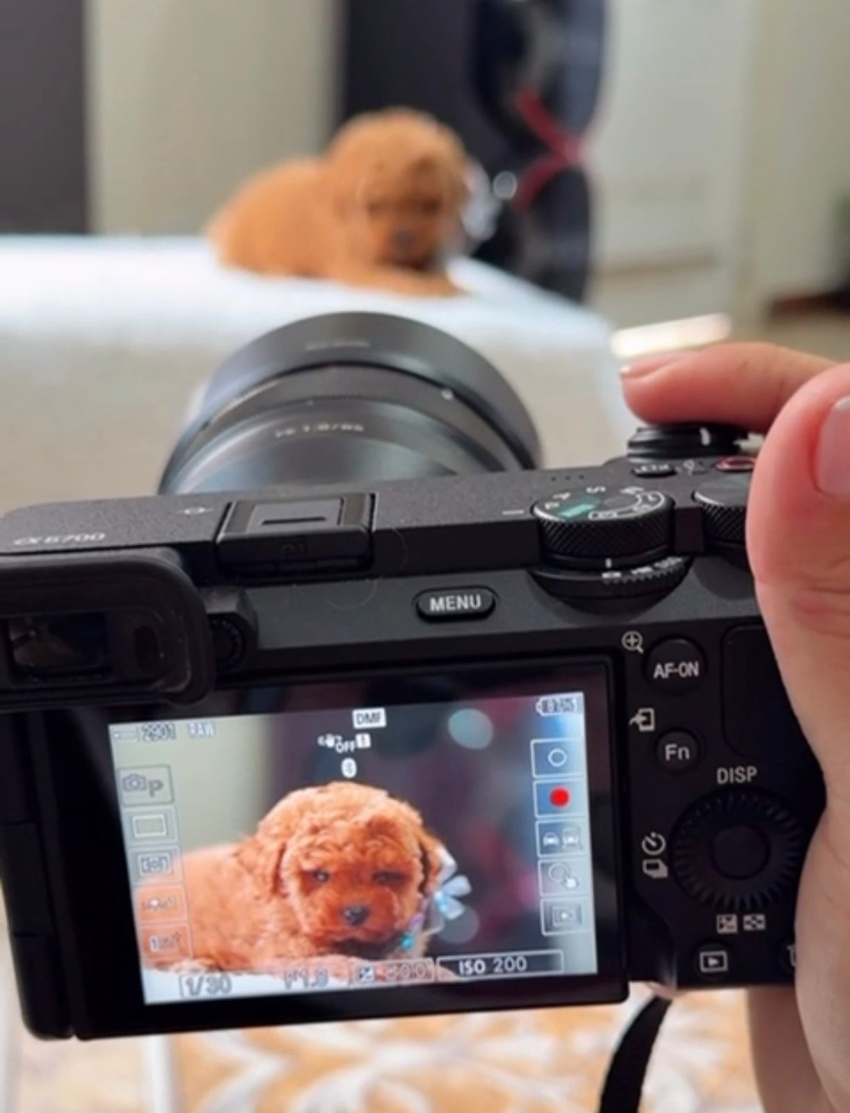 Fotografías caninas