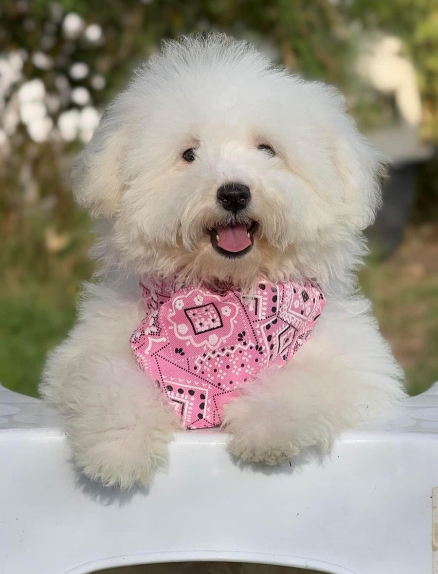 Peluquería canina
