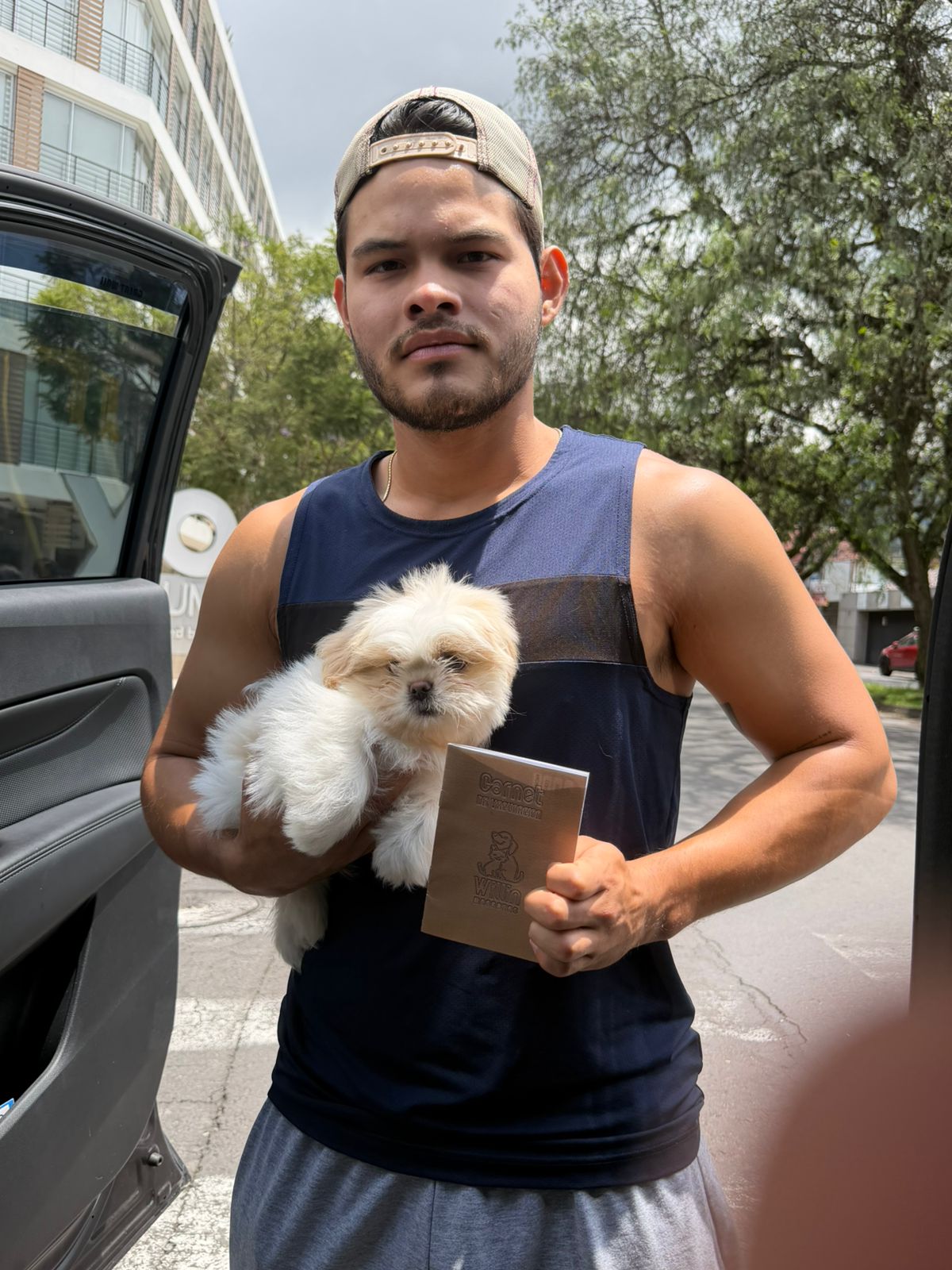 Shih Tzu