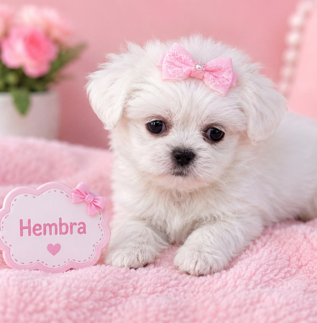💥Shih Tzu💥