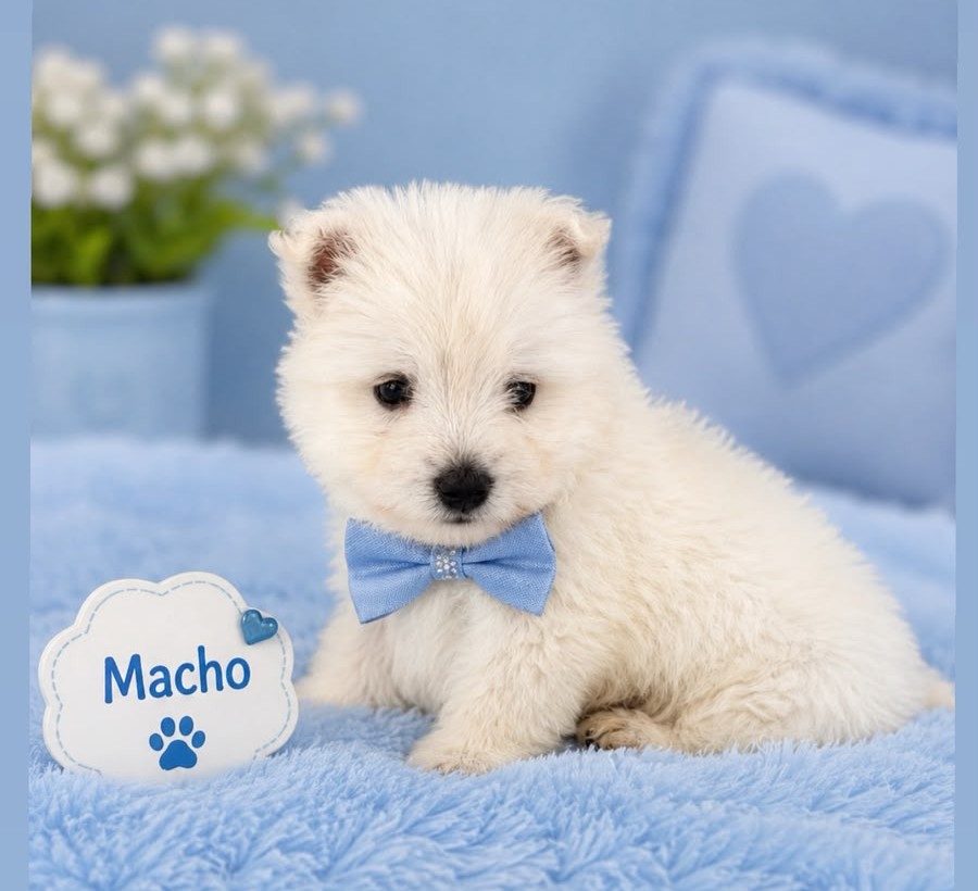 West Highland White Terrier